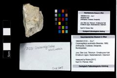 Foto (Objekt + Etikett) von Cracensigillatus acutirostris (Moericke, 1889)  (NHMW-GEO-1990-0041-3123)